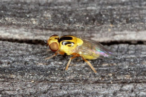 Green-eyed - pest fly